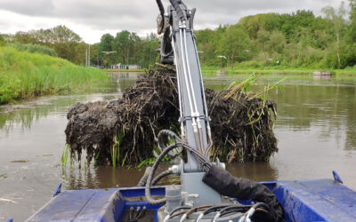 Wortelstokken van riet verwijderen