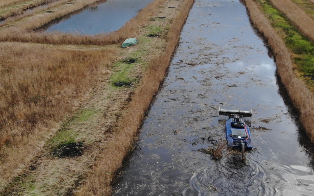 Bestrijding van exotische waterplanten in regio Belt-Schutsloot, natuurgebied De Wieden.