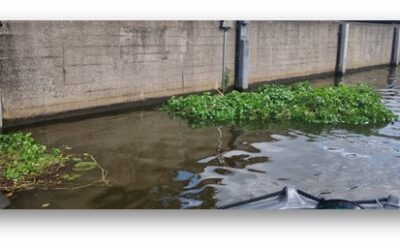 Gemeente Groningen verwijdert en inventariseert invasieve woekerende waterplanten i.s.m. Harkboot.nl