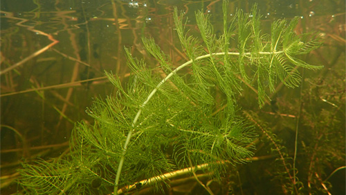 Harkboot.nl / Aarvederkruid Harkboot.nl / Aarvederkruid