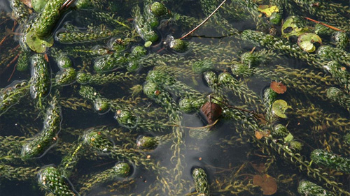 Harkboot.nl / Verspreidbladige Waterpest