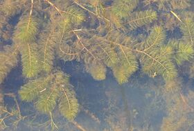 Ongelijkbladig vederkruid Myriophyllum heterophyllum