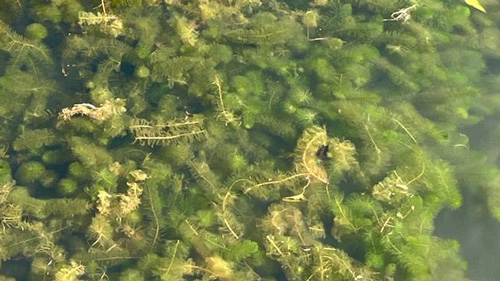 Harkboot.nl / Ongelijkbladig Vederkruid