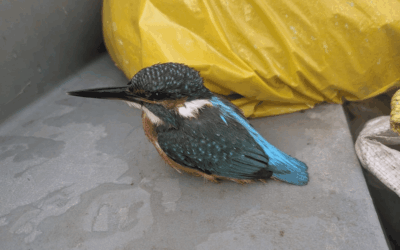 Bijzondere passagier aan boord: een ijsvogel!